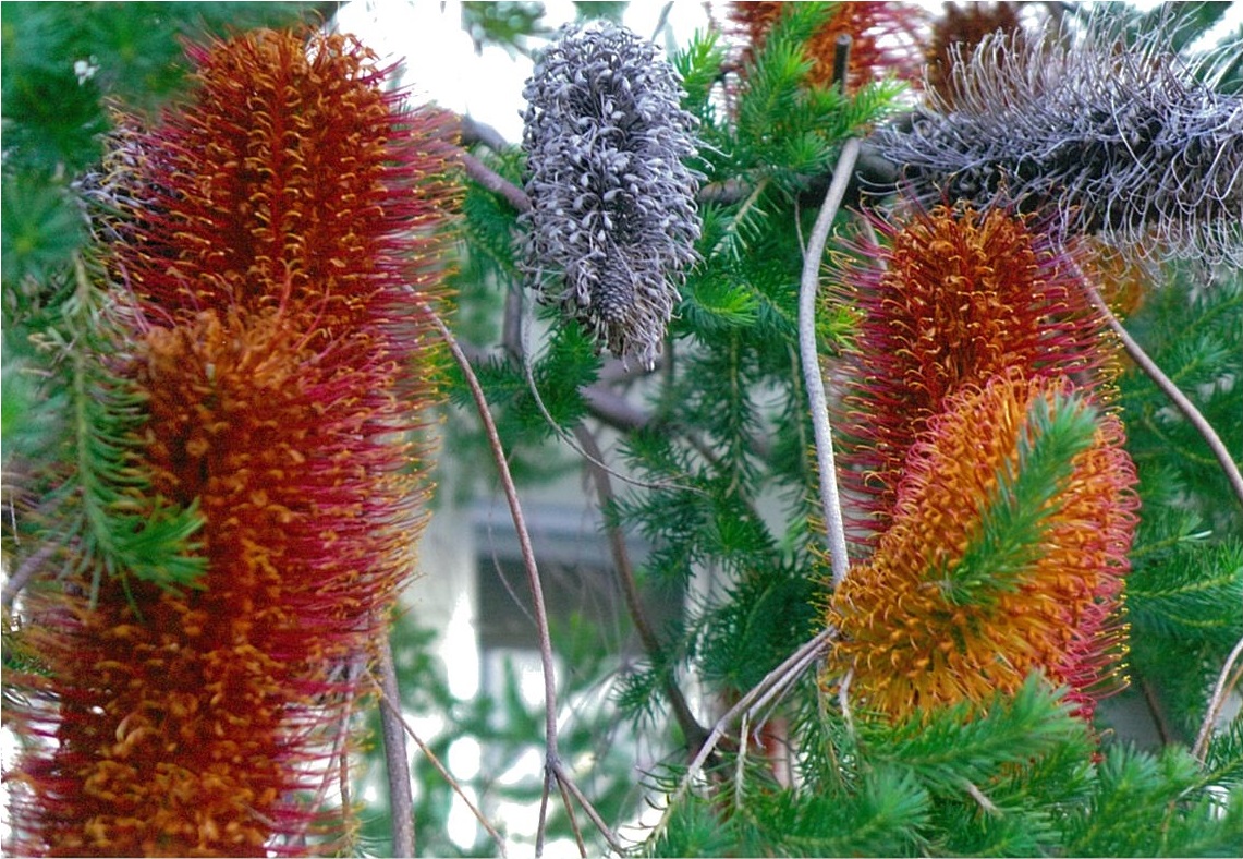 タワシのような木