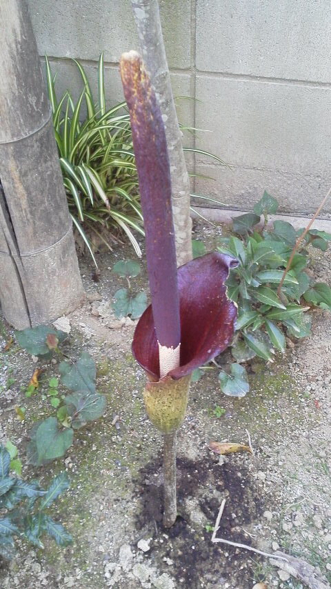 コンニャク芋のはな