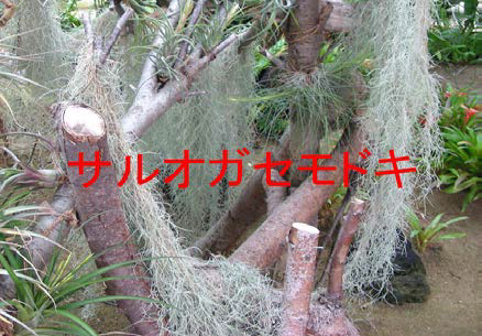 サルオガセモドキの様子