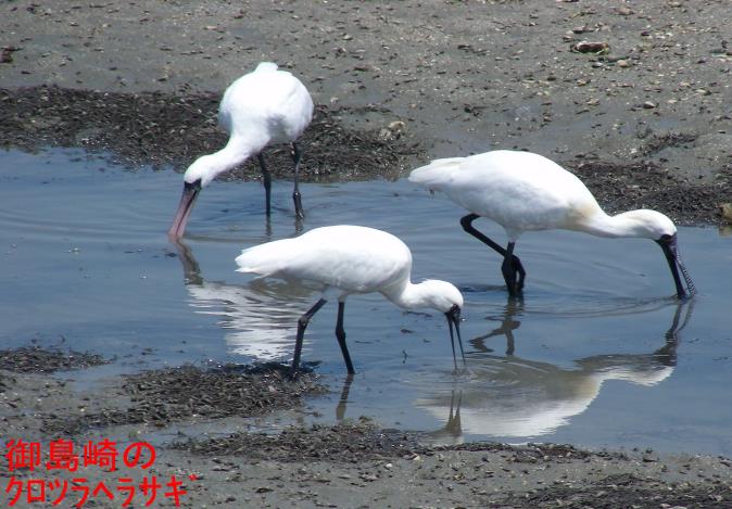 クロツラヘラサギの様子１