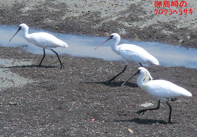 クロツラヘラサギの様子２