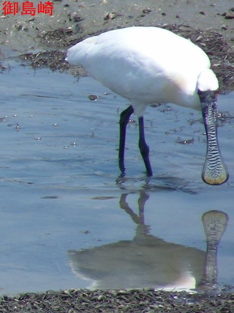 クロツラヘラサギの様子３