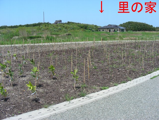 マテバシイエリア　植樹前の写真