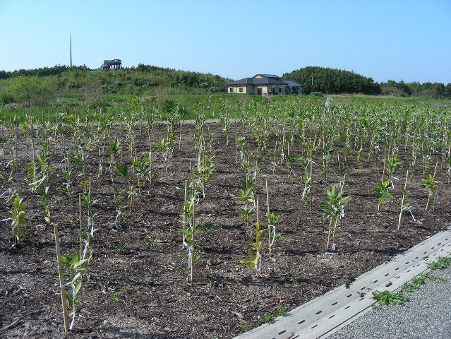 マテバシイエリア　植樹後の写真