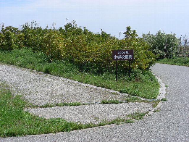 ２００９年に植えた木の写真1