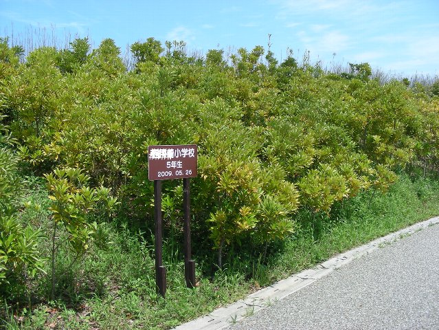 ２００９年に植えた木の写真２