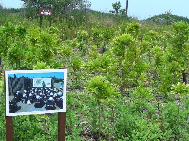 ２０１３年に植えた木の写真