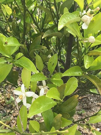 ミカンの花