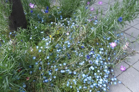 矢車草ネモフィラなど