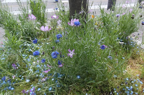 矢車草、ネモフィラなど2