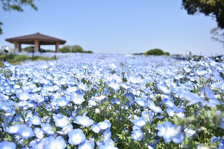 ネモフィラの写真