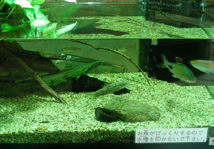 熱帯魚のいる水槽の様子