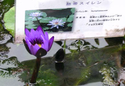 熱帯スイレンの様子