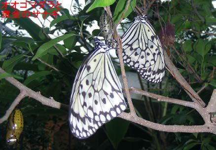 オオゴマダラと黄金のサナギの様子