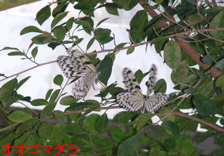 オオゴマダラの様子
