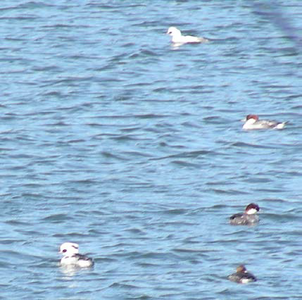 ミコアイサの様子１