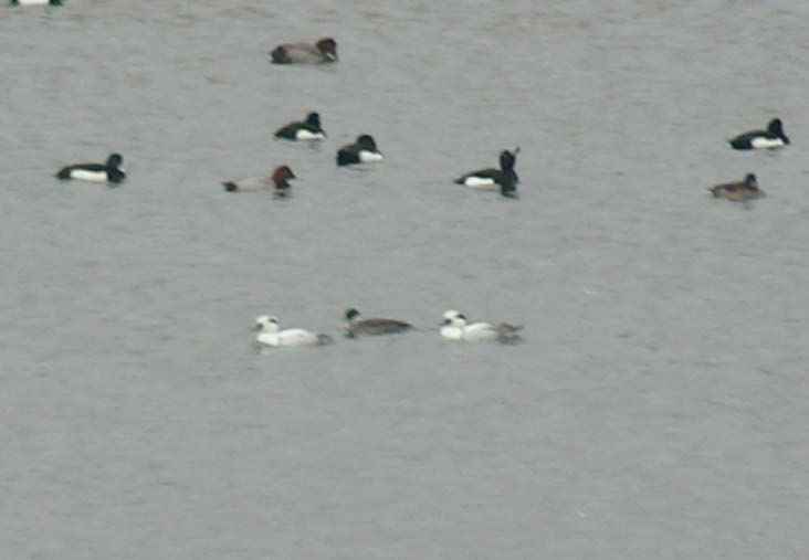 ミコアイサの様子２