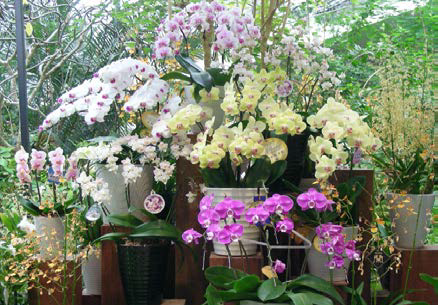 蘭の花々の様子