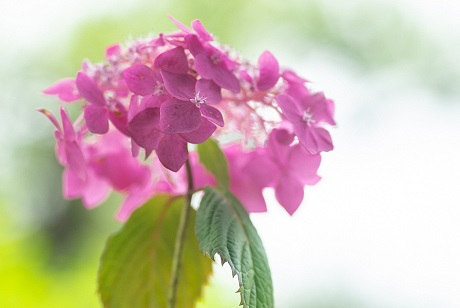 ヤマアジサイの写真３