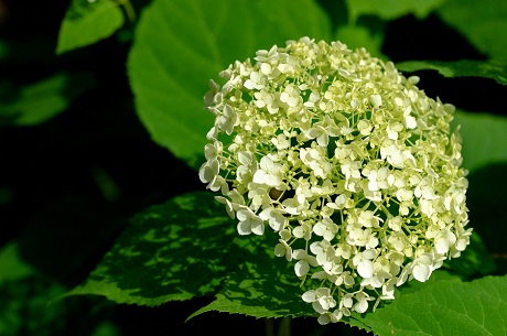 ヤマアジサイの写真１