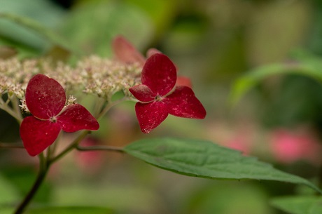 ヤマアジサイの写真２