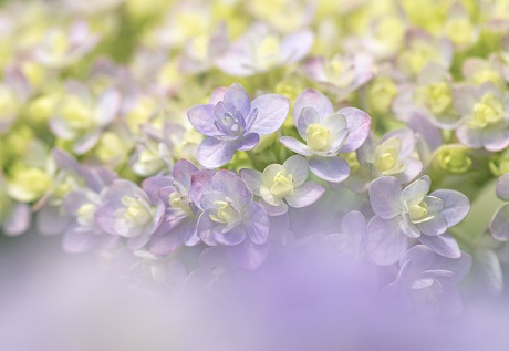 ヤマアジサイの写真４