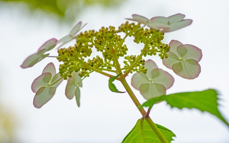 ヤマアジサイの写真５