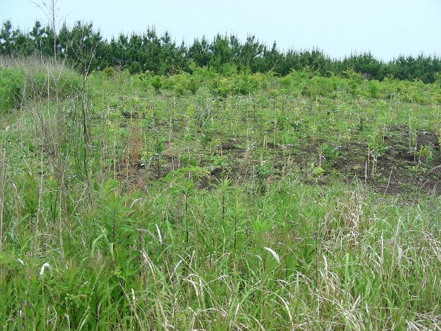 植樹後の写真