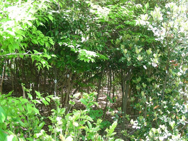 ２０１０年に植えた木の写真