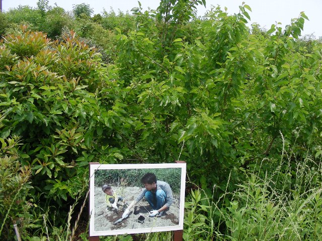 ２０１３年に植えた木の写真