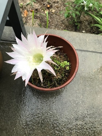 サボテンの花