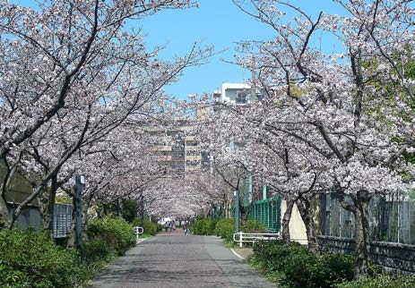 自宅近くの桜並木の様子