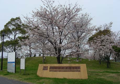 みなと１００年公園の桜の様子