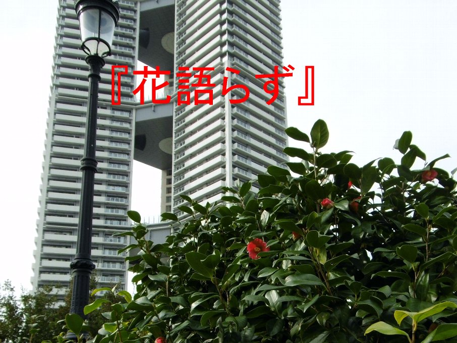 高層マンションと椿３