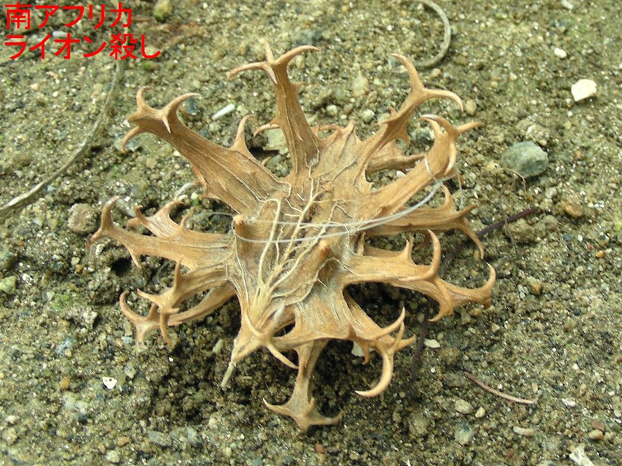 南アフリカライオン殺しの写真