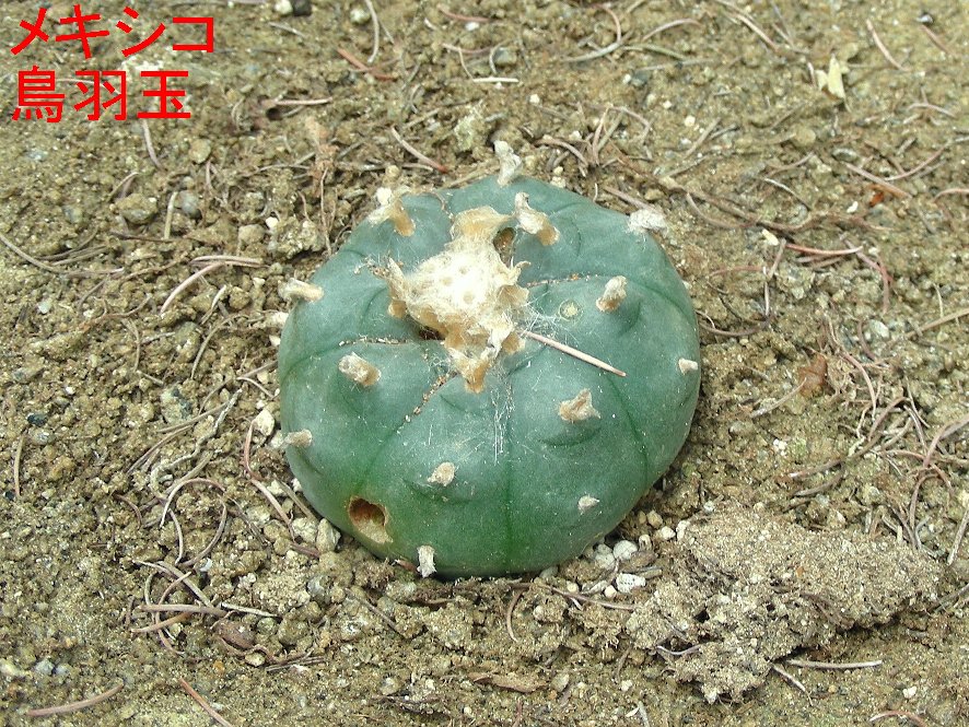 メキシコ鳥羽玉の写真