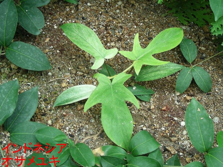 インドネシアオサメユキの写真