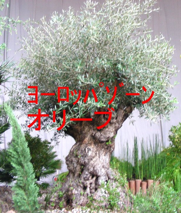 ヨーロッパゾーンのオリーブの写真