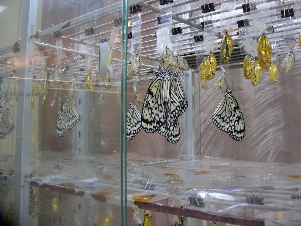 オオゴマダラの大量孵化の写真