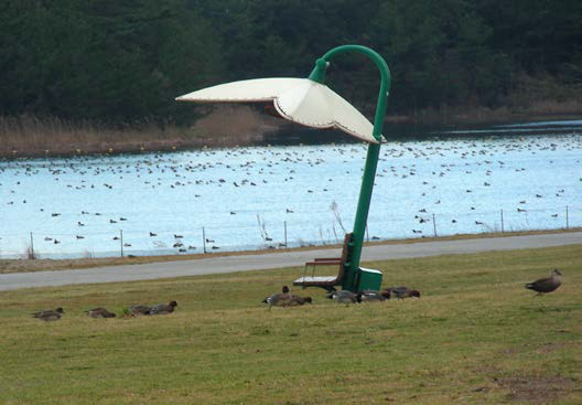 ヒドリガモの様子