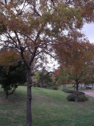 青葉公園のアキレニの様子２