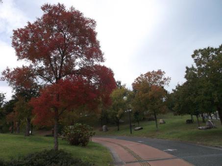 青葉公園のアキレニの様子１