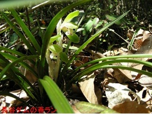 シュンランの写真1