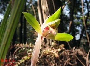 シュンランの写真２