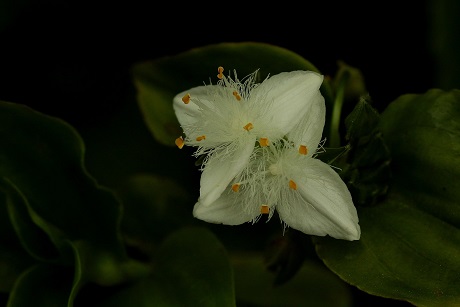 トキハツユクサ