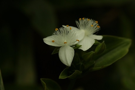 トキハツユクサ２