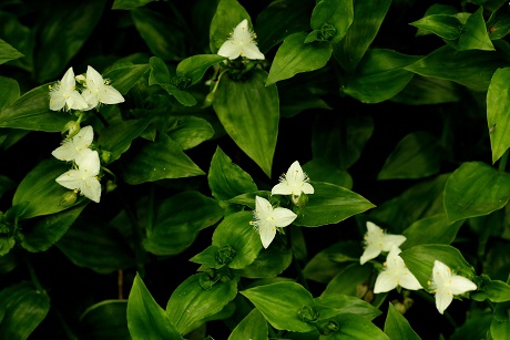 トキハツユクサ３