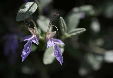 ツリージャーマンダーの写真