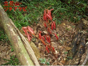 土アケビの写真