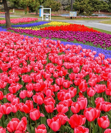 チューリップ（海中）